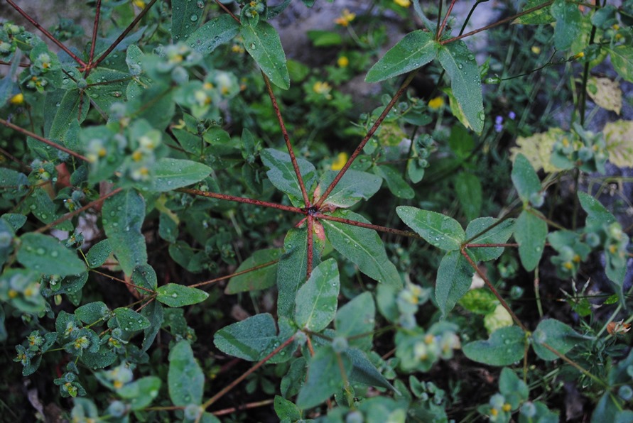 Euphorbia hirsuta / Euforbia pubescente